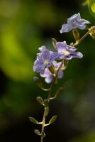 purple forget me not flowers on blur green nature background. photo