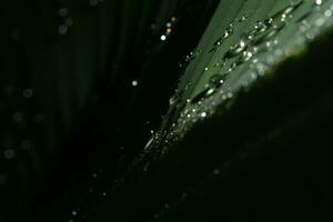 Water rain drop on banana leaf, Close up shot photo