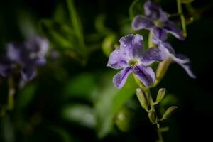púrpura olvidar yo no flores en difuminar verde naturaleza antecedentes. foto