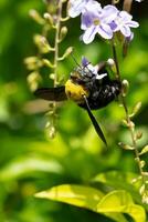 close up insects bumble bee with flower. photo