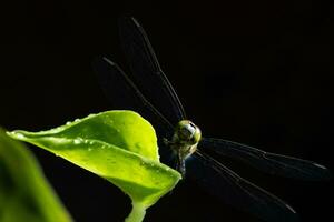 close up dragonfly on black background photo