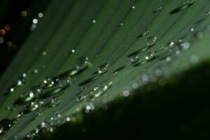 Water rain drop on banana leaf, Close up shot photo