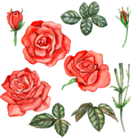 Watercolor hand drawn set of roses and leaves. png