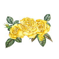 Watercolor roses flowers composition. png