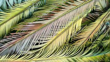 Tropical palm leaves lie on ground creating beautiful textured background. flat lay. photo