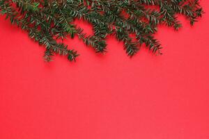 Green spruce branch on red background with copy space. Christmas tree decoration. New year, winter holiday card. Fir, pine twig. Promotion of the poster sale or percent discount in the store photo