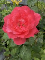 Close-up photo of pink rose, great for backgrounds