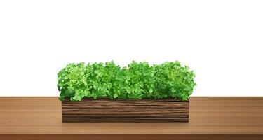 Natural lettuce in a wooden container. On a wooden table. photo