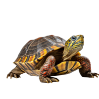 ai generado Tortuga en transparente antecedentes png imagen