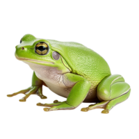 ai généré grenouille sur transparent Contexte png image