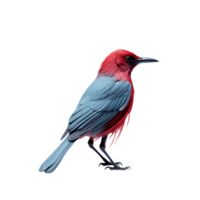 AI generated red cardinal bird on transparent background PNG image