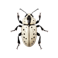 AI generated state potato beetle on transparent background PNG image