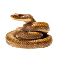 AI generated close up of a snake on transparent background PNG image