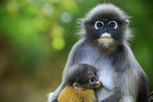 dusky leaf monkey in thailand national park photo