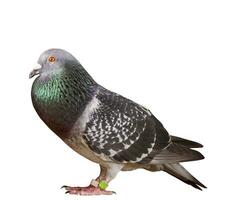 full body of speed racing pigeon bird isolate white background photo