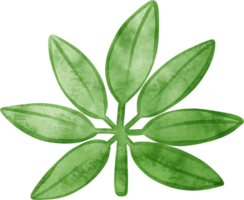 acquerello le foglie verde illustrazione png