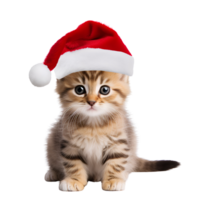 AI generated Cute Kitty Cat with Christmas Hat No Background Perfect for Print on Demand Merchandise png