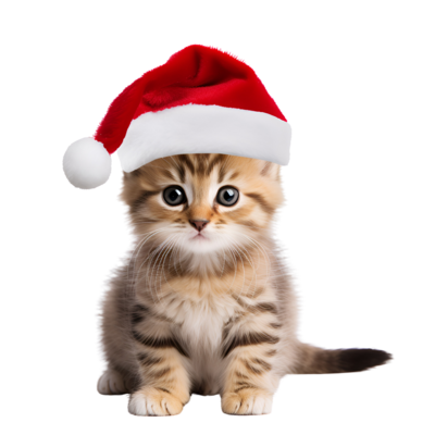 Christmas Cat Christmas Cat