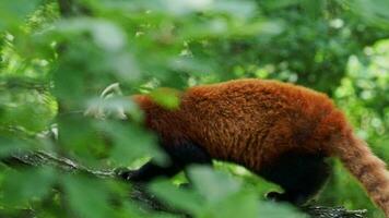 rouge Panda, ailurus fulgens sur le arbre. mignonne Panda ours dans forêt habitat. video