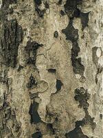 Vector illustration of the texture of the bark of an oriental plane tree or Platanus orientalis in Latin. Natural military background.