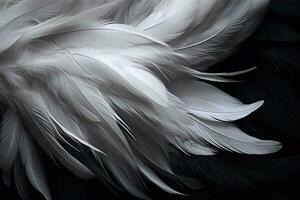 AI generated feathers of a bird on a black background close up, White and black feathers , AI Generated photo