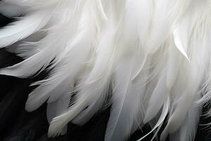 AI generated feathers of a bird on a black background close up, White and black feathers , AI Generated photo