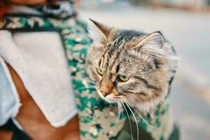 Tabby cat in a bag. Funny cat looks out of a backpack in the colors of the green on the back of a man photo