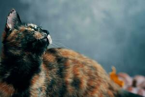 Cute tri-color cat looks up. photo