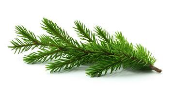 AI generated Spruce Branch Isolated on the White Background, Christmas Event photo