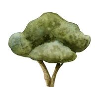 aceituna árbol acuarela ilustración para Mediterráneo diseños, verde arce, roble o hojas perennes planta en sencillo estilo vector