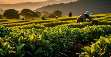 ai generado té cosecha en un plantación en India - ai generado imagen foto