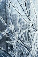 Snow-covered branches of wood against the blue snow cover. photo