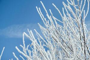 Snow-covered branches of wood against the blue snow cover. photo