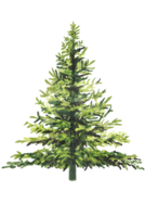 Weihnachtsbaum grün png