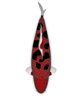 koi pesce Ciao bekko png