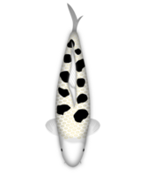 koi fisk bekko ginrin png