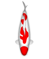 Koi Fish Kohaku Menkaburi png