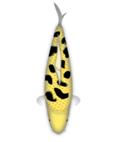 Koi Fisch ki bekko Ginrin png