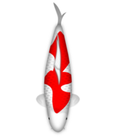 koi poisson Kuhaku tout droit salut png