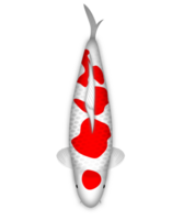 Koi Fisch Kohaku maruten png