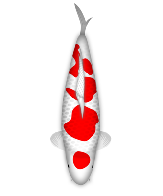 Kohaku　オーダーページ Koi Fish Kohaku Goten Sakura 35153643 PNG