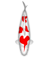 koi fisk kohaku hanatsuki png