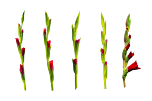 Red gladiolus flower collection isolated on a transparent background with clipping path included png