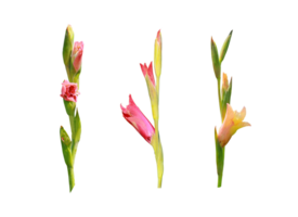 Three gladiolus flowers are isolated on a transparent background with a clipping path. png