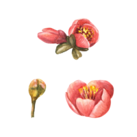 Watercolor hand drawn set of flowers, buds and leaves of quince, apple or Japanese pear tree, spring blooming. Plant clipart illustration for your stickers, prints, labels. png