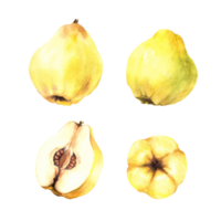 Hand painted watercolor set several types of ripe juicy quince whole and cut fruits. Clipart illustration for sticker, food or drink label, printing, logo. png