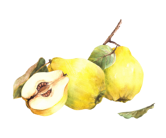 Hand painted watercolor arrangement. Yellow ripe juicy quince whole and cut fruits with seeds inside, branch and leaves. Clipart illustration for sticker, food, drink label. png