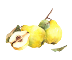 hand- geschilderd waterverf regeling. geel rijp sappig kweepeer geheel en besnoeiing fruit met zaden binnen, Afdeling en bladeren. clip art illustratie voor sticker, voedsel, drinken label. png