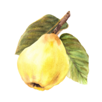 main peint aquarelle Jaune coing entier fruit avec feuilles pendaison sur une bifurquer, des arbres. clipart illustration pour votre autocollant, logo, nourriture ou boisson étiquette impression conception. png