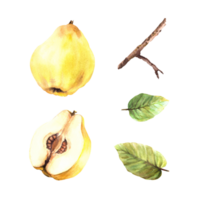 Hand painted watercolor set of yellow ripe juicy quince whole and cut fruits, leaves and branches. Clipart illustration for sticker, food or drink label. png